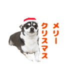 とんすけくんスタンプれべるに（個別スタンプ：15）