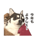 とんすけくんスタンプれべるに（個別スタンプ：16）