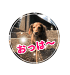 岡崎さん家の動物たち（個別スタンプ：1）