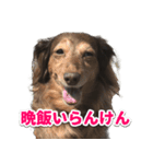 岡崎さん家の動物たち（個別スタンプ：2）