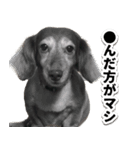 岡崎さん家の動物たち（個別スタンプ：3）
