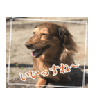 岡崎さん家の動物たち（個別スタンプ：4）