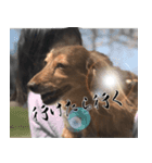 岡崎さん家の動物たち（個別スタンプ：5）