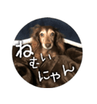 岡崎さん家の動物たち（個別スタンプ：8）