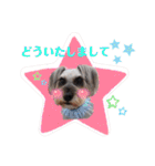 シュナウザー☆ロンくんのスタンプ（個別スタンプ：9）