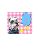 シュナウザー☆ロンくんのスタンプ（個別スタンプ：14）