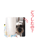 シュナウザー☆ロンくんのスタンプ（個別スタンプ：23）