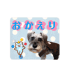シュナウザー☆ロンくんのスタンプ（個別スタンプ：30）