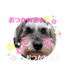 シュナウザー☆ロンくんのスタンプ（個別スタンプ：31）