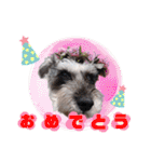 シュナウザー☆ロンくんのスタンプ（個別スタンプ：38）