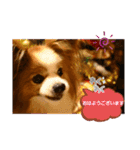 ぱぴぱぴパピヨン105（個別スタンプ：2）