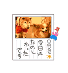 ぱぴぱぴパピヨン105（個別スタンプ：6）