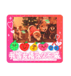 ぱぴぱぴパピヨン105（個別スタンプ：7）