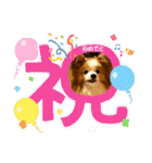ぱぴぱぴパピヨン105（個別スタンプ：11）