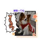 ぱぴぱぴパピヨン105（個別スタンプ：16）