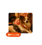 ぱぴぱぴパピヨン105（個別スタンプ：19）