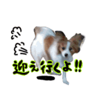 papiko_.2023（個別スタンプ：7）