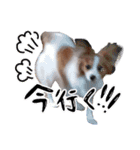papiko_.2023（個別スタンプ：12）