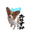 papiko_.2023（個別スタンプ：17）