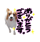 papiko_.2023（個別スタンプ：19）