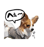 papiko_.2023（個別スタンプ：27）