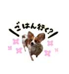 papiko_.2023（個別スタンプ：30）