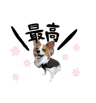 papiko_.2023（個別スタンプ：32）