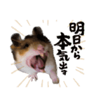 北山てんてん（個別スタンプ：16）