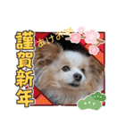 犬dog'sパピヨン（個別スタンプ：1）