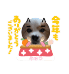 犬dog'sパピヨン（個別スタンプ：3）