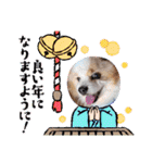 犬dog'sパピヨン（個別スタンプ：4）