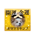 犬dog'sパピヨン（個別スタンプ：6）