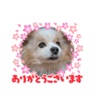 犬dog'sパピヨン（個別スタンプ：7）