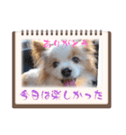 犬dog'sパピヨン（個別スタンプ：8）