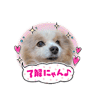 犬dog'sパピヨン（個別スタンプ：11）