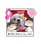 犬dog'sパピヨン（個別スタンプ：13）