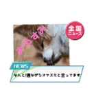 犬dog'sパピヨン（個別スタンプ：17）