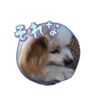 犬dog'sパピヨン（個別スタンプ：18）