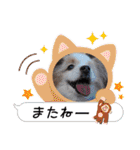 犬dog'sパピヨン（個別スタンプ：19）