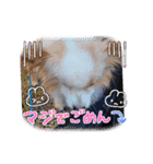 犬dog'sパピヨン（個別スタンプ：23）