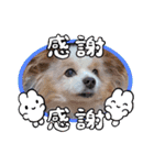 犬dog'sパピヨン（個別スタンプ：25）