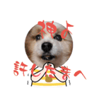 犬dog'sパピヨン（個別スタンプ：30）