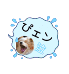 犬dog'sパピヨン（個別スタンプ：32）