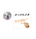 犬dog'sパピヨン（個別スタンプ：35）