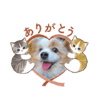 犬dog'sパピヨン（個別スタンプ：37）