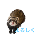 マンチカンのわさびと愉快な仲間たち（個別スタンプ：1）