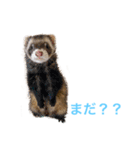 マンチカンのわさびと愉快な仲間たち（個別スタンプ：4）