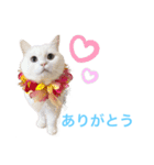 マンチカンのわさびと愉快な仲間たち（個別スタンプ：6）