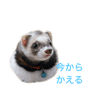 マンチカンのわさびと愉快な仲間たち（個別スタンプ：7）