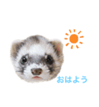 マンチカンのわさびと愉快な仲間たち（個別スタンプ：13）